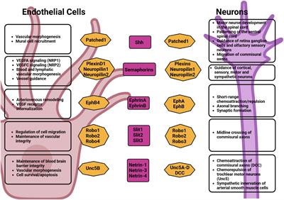 Involvement of neuronal factors in tumor angiogenesis and the shaping of the cancer microenvironment